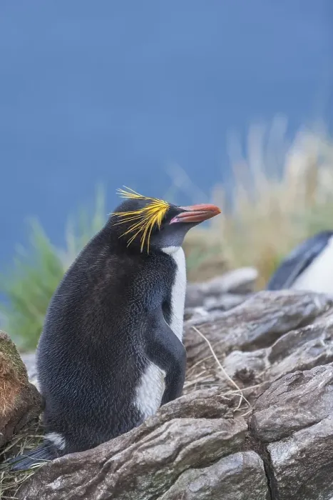 Framed Print : A macaroni penguin (Eudyptes chrysolophus)