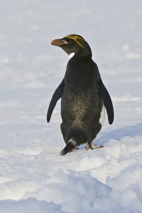 Framed Print : Macaroni Penguin (Eudyptes chrysolophus)