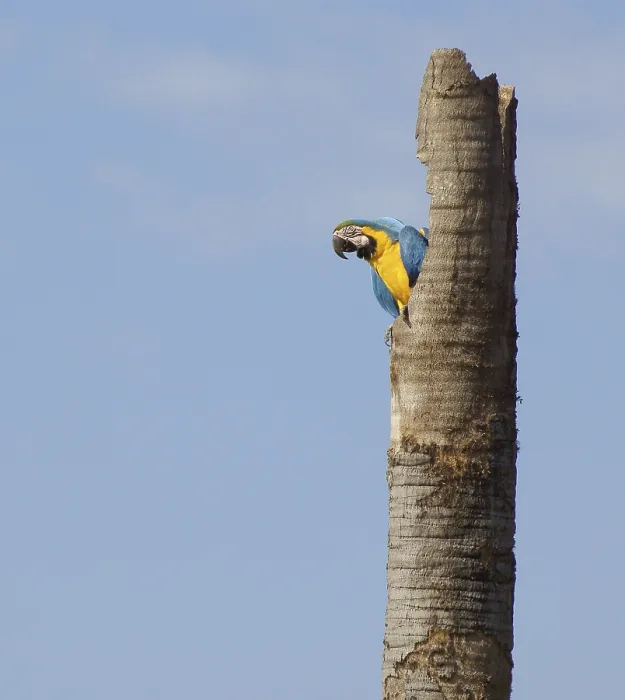 Framed Print : Macaw, Bonito, Mato Grosso do Sul, Brazil Framed Print : Macaw, Bonito, Mato Grosso do Sul, Brazil