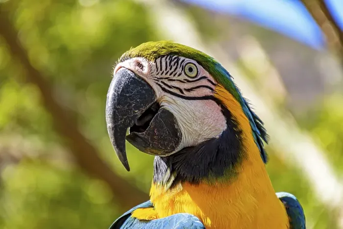 Framed Print : Macaw perched on a branch with vegetation of the Brazilian rainforest behind, Belo Horizonte, Minas Gerais, Brasil
