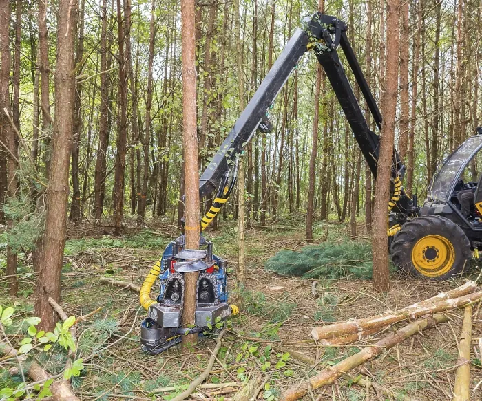 Framed Print : Machine sawing pine trees in forest Framed Print : Machine sawing pine trees in forest