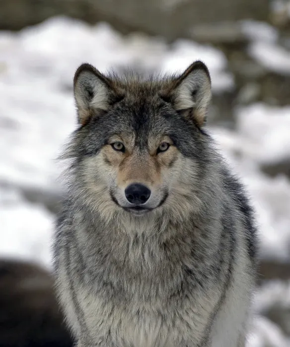 Framed Print : Mackenzie valley wolf (Canis lupus occidentalis)