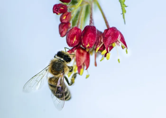 Framed Print : Macro of a bee pollinating on the blossoms of a japanese maple tree Framed Print : Macro of a bee pollinating on the blossoms of a japanese maple tree