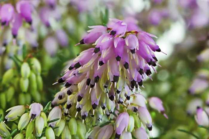 Framed Print : Macro of blossoms (erica carnea) from a winter-flowering heather plant