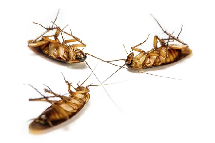 Framed Print : Macro closeup many cockroach lay dead isolated on white background