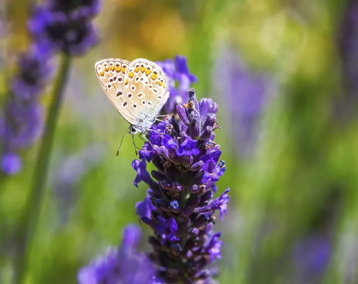 Framed Print : Macro of a common blue butterfly on a clary flower Framed Print : Macro of a common blue butterfly on a clary flower