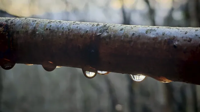 Framed Print : Macro image of a branch with water droplets in which trees are reflected Framed Print : Macro image of a branch with water droplets in which trees are reflected