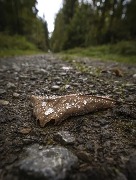 Framed Print : Macro image of a leaf with water drops on a stony forest path