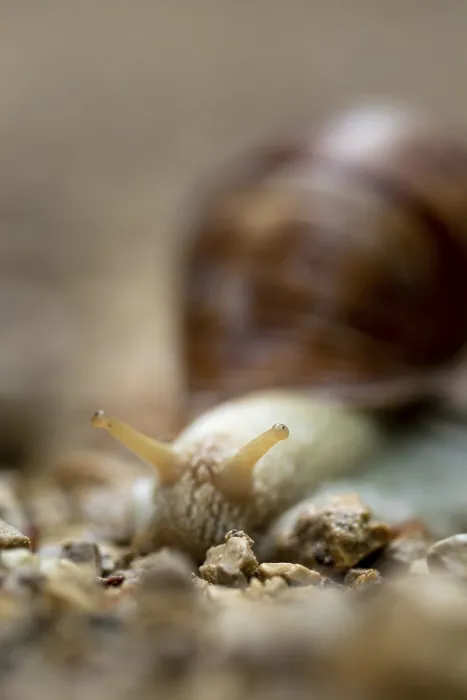 Framed Print : Macro image of a snail on rocky ground with blurred background
