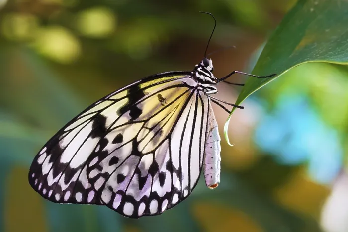 Framed Print : Macro photo of butterfly sitting on flower