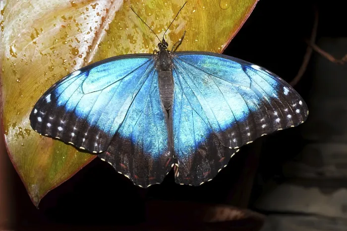 Framed Print : Macro photo of butterfly sitting on flower Framed Print : Macro photo of butterfly sitting on flower