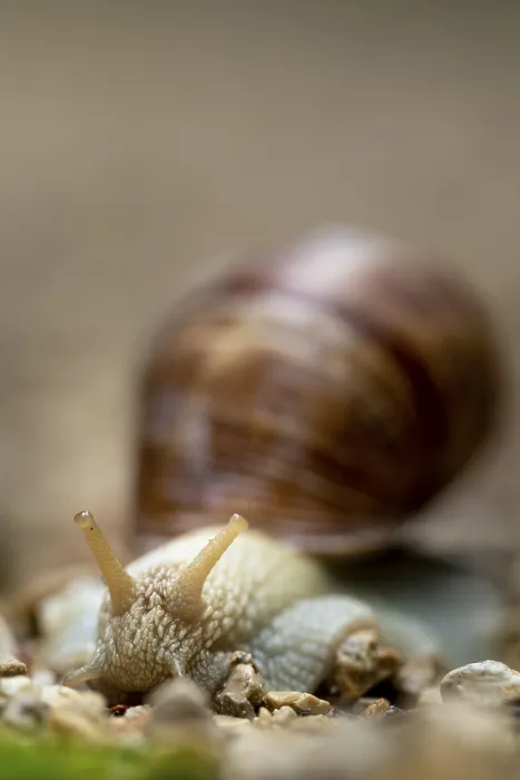 Framed Print : Macro photography of a snail on a natural Framed Print : Macro photography of a snail on a natural