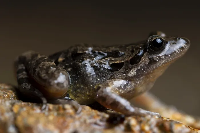 Framed Print : This macro shot captures an Iberian painted frog with its distinctive pattern