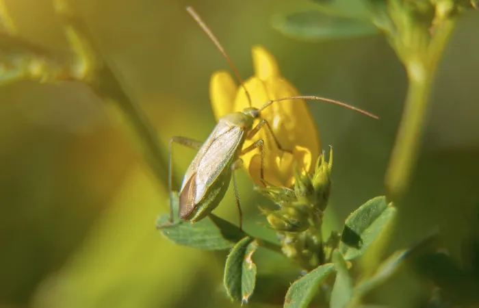 Framed Print : Macro shot of Common Damsel Bug on the flower Framed Print : Macro shot of Common Damsel Bug on the flower