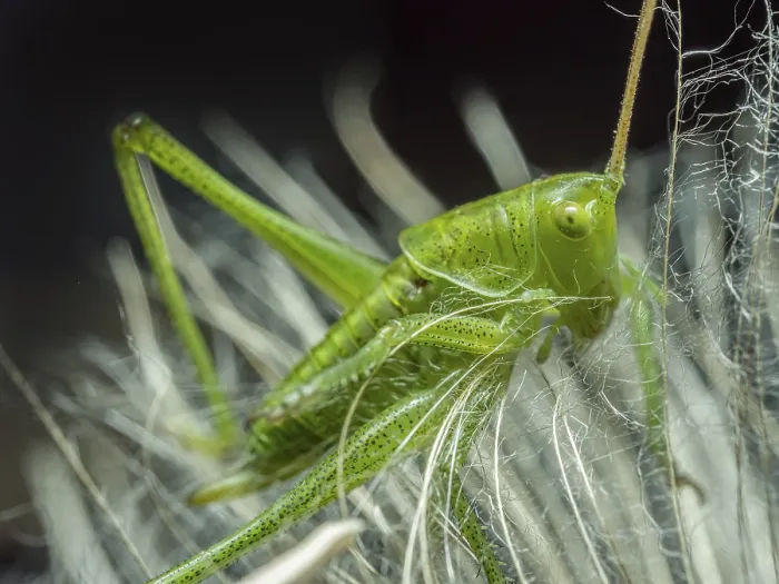 Framed Print : Macro shot of grasshopper sitting on dandelion seed head
