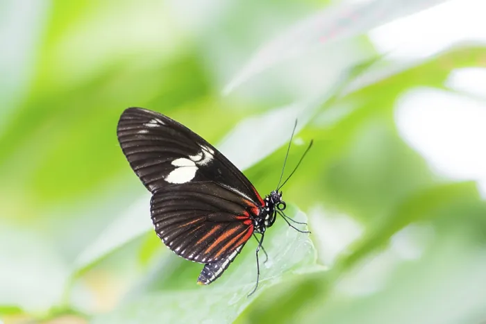 Framed Print : Macro of a Tropical Passion-vine butterfly