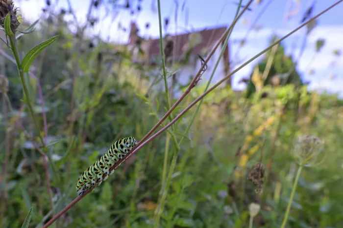 Framed Print : Macro view of a swallowtail (Papilio machaon) caterpillar in a meadow with blurred background and visible building Framed Print : Macro view of a swallowtail (Papilio machaon) caterpillar in a meadow with blurred background and visible building