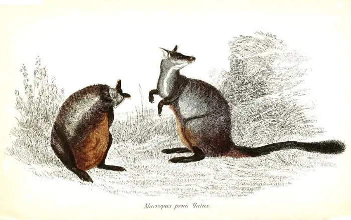 Framed Print : Macropus penicillatus, brush-tailed kangaroo