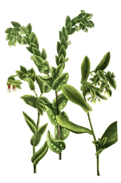 Framed Print : Maculata, large honeyworts (Cerinthe major) (Cerinthe)