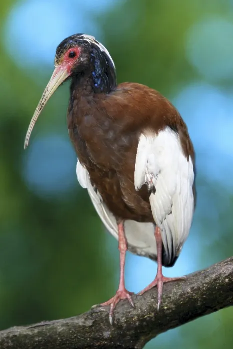 Framed Print : Madagascar Crested Ibis, bird, birds Framed Print : Madagascar Crested Ibis, bird, birds