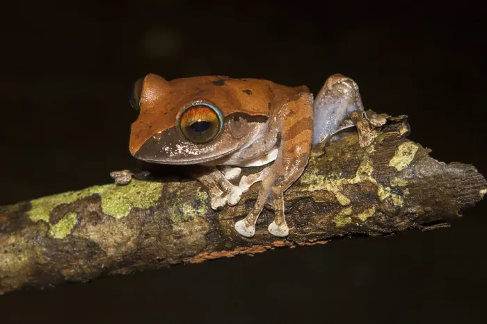 Framed Print : Madagascar frog (Boophis entingae) on branch Framed Print : Madagascar frog (Boophis entingae) on branch