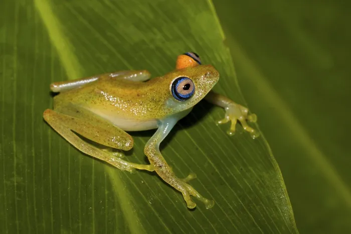 Framed Print : Madagascar Frog, Madagascar Frogs Framed Print : Madagascar Frog, Madagascar Frogs