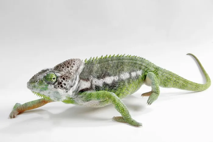 Framed Print : Madagascar giant chameleon (Furcifer verrucosus)