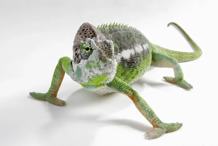 Framed Print : Madagascar giant chameleon (Furcifer verrucosus)