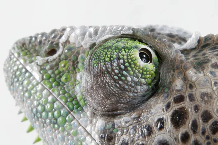 Framed Print : Madagascar giant chameleon (Furcifer verrucosus)