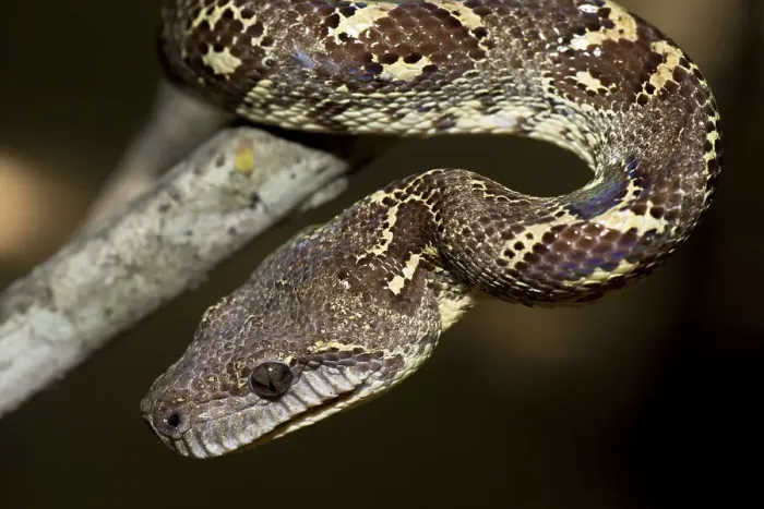 Framed Print : Madagascarboa (Acrantophis madagascariensis)