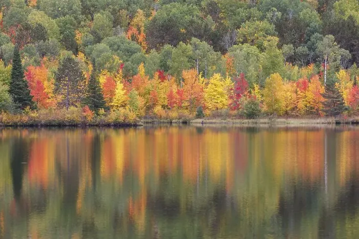 Framed Print : Madawaska River in autumn, autumn colouring