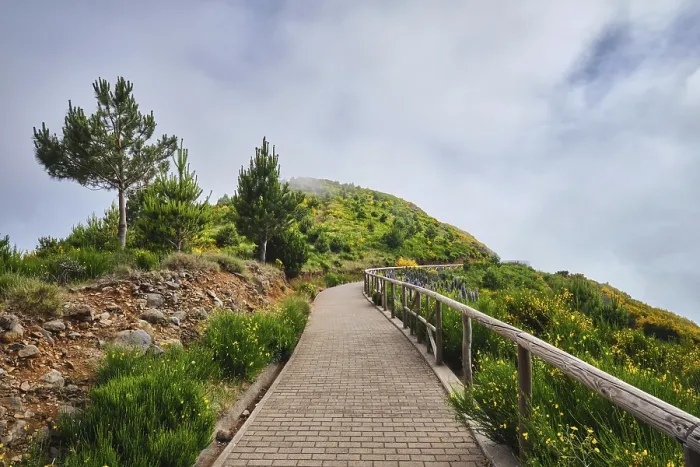 Framed Print : Madeira tourism, hiking walk path in blooming Cytisus shrubs Framed Print : Madeira tourism, hiking walk path in blooming Cytisus shrubs