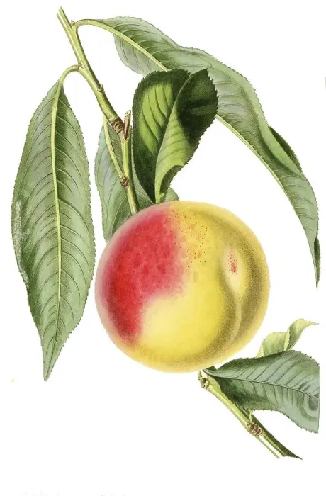 Framed Print : Madeleine de Courson or Red Magdalen Peach