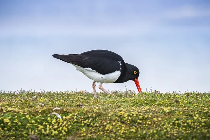 Framed Print : Magellanic oystercatcher (Haematopus leucopodus) Framed Print : Magellanic oystercatcher (Haematopus leucopodus)