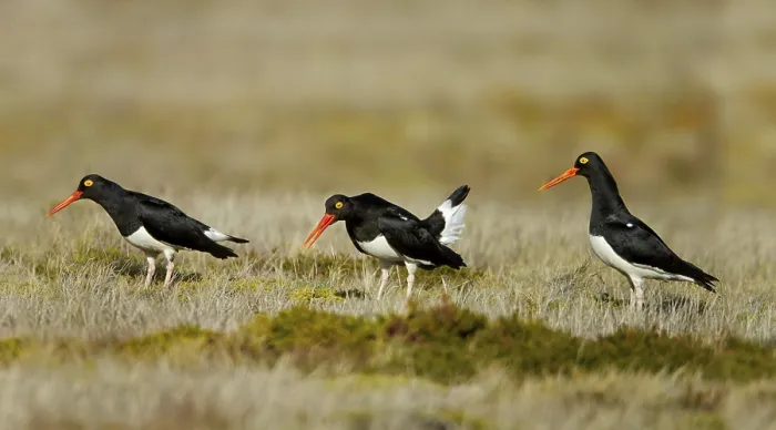 Framed Print : Magellanic Oystercatcher (Haematopus leucopodus)