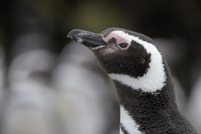 Framed Print : Magellanic penguin (Spheniscus magellanicus) Framed Print : Magellanic penguin (Spheniscus magellanicus)