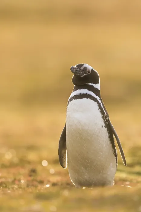 Framed Print : Magellanic Penguin (Spheniscus magellanicus)