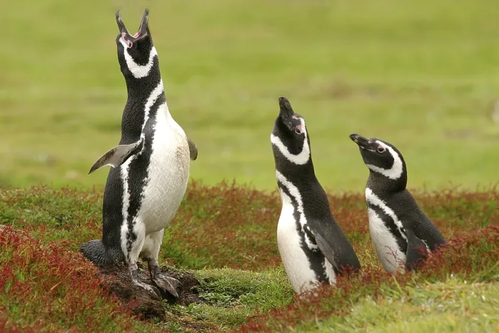 Framed Print : Magellanic penguin (Spheniscus magellanicus) three adults Framed Print : Magellanic penguin (Spheniscus magellanicus) three adults