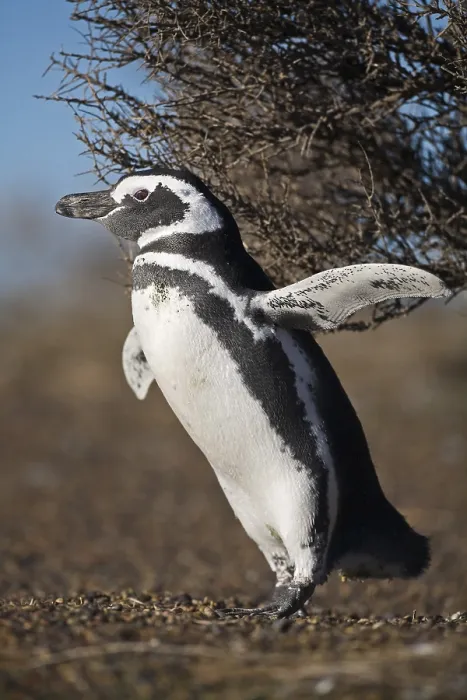 Framed Print : Magellanic penguin (Spheniscus magellanicus) at Punta Tombo