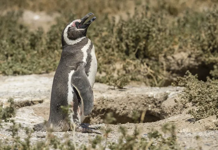 Framed Print : Magellanic penguin standing and making calling sound in Punta Tombo penguin sanctuary in Chubut province
