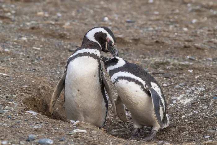 Framed Print : Two Magellanic penguins (Spheniscus magellanicus) in the Penguin National Park on Magdalena Island Framed Print : Two Magellanic penguins (Spheniscus magellanicus) in the Penguin National Park on Magdalena Island