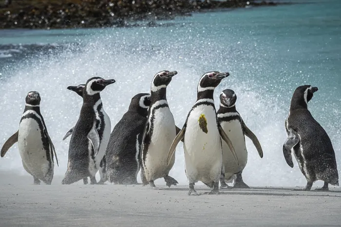 Framed Print : Magellanic penguins (Sphreniscus magellanicus)