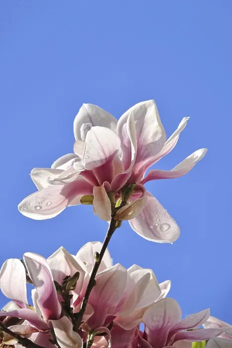 Framed Print : Magnificent blossom of the magnolia