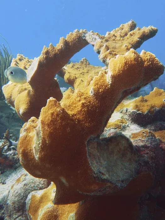 Framed Print : Magnificent elkhorn coral (Acropora palmata) under the sea surface Framed Print : Magnificent elkhorn coral (Acropora palmata) under the sea surface