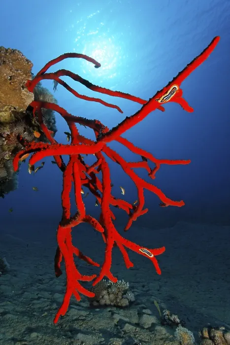 Framed Print : Magnificent Fire Sponge (Latrunculia magnifica)