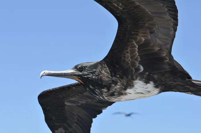 Framed Print : Magnificent Frigatebird in flight (Fregata magnificens)