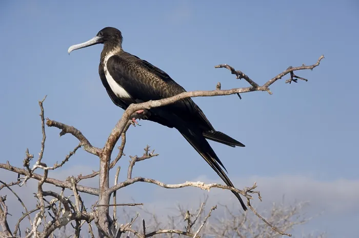 Framed Print : Magnificent Frigatebird (Fregata magnificens)