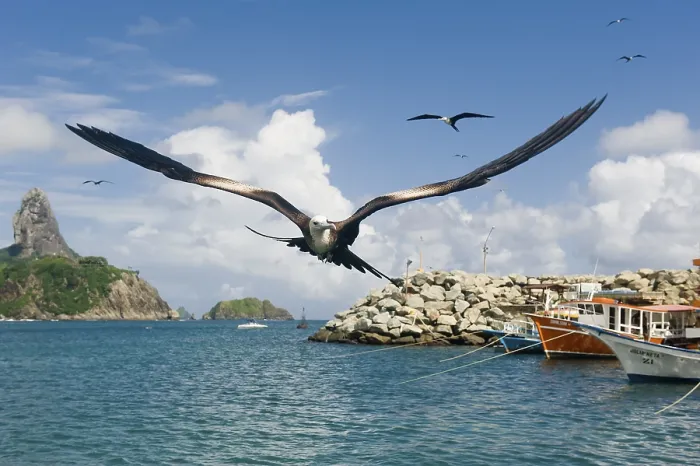 Framed Print : Magnificent Frigatebird (Fregata magnificens)