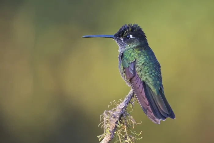 Framed Print : Magnificent Hummingbird (Eugene fulgens) perched on a tree branch