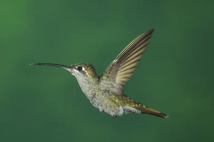 Framed Print : Magnificent Hummingbird (Eugenes fulgens)